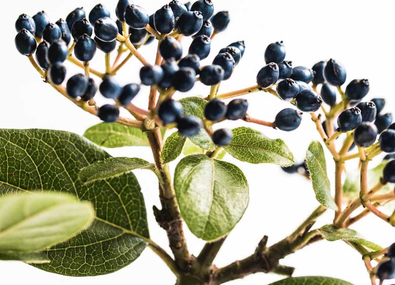Elderberry, A Medicinal Elixir