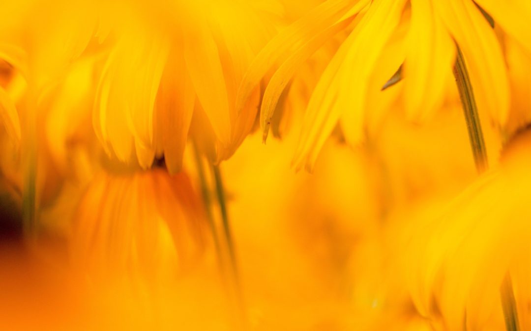 Calendula, the Skin Healer