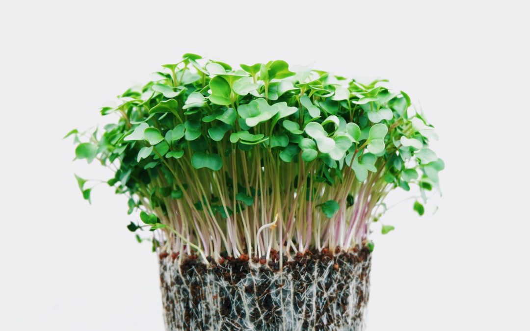 Health Benefits of Alfalfa Sprouts