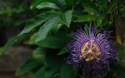 Calming Passionflower