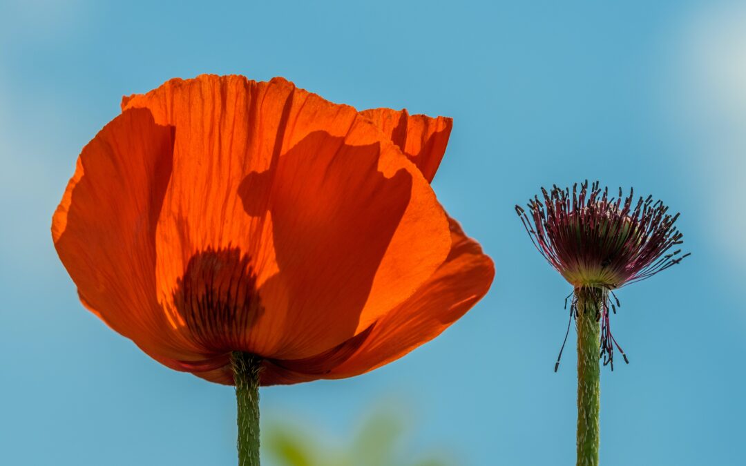 California Poppy