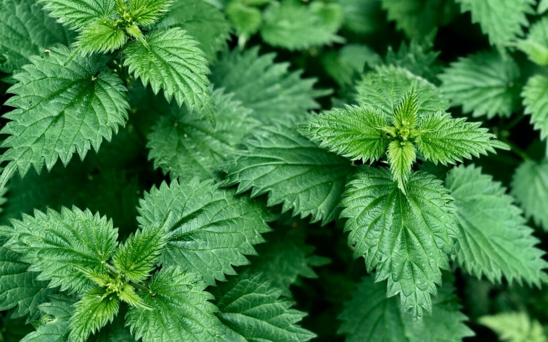 Stinging Nettle & Allergies