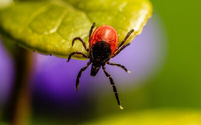 Accurately Diagnosing Lyme Disease