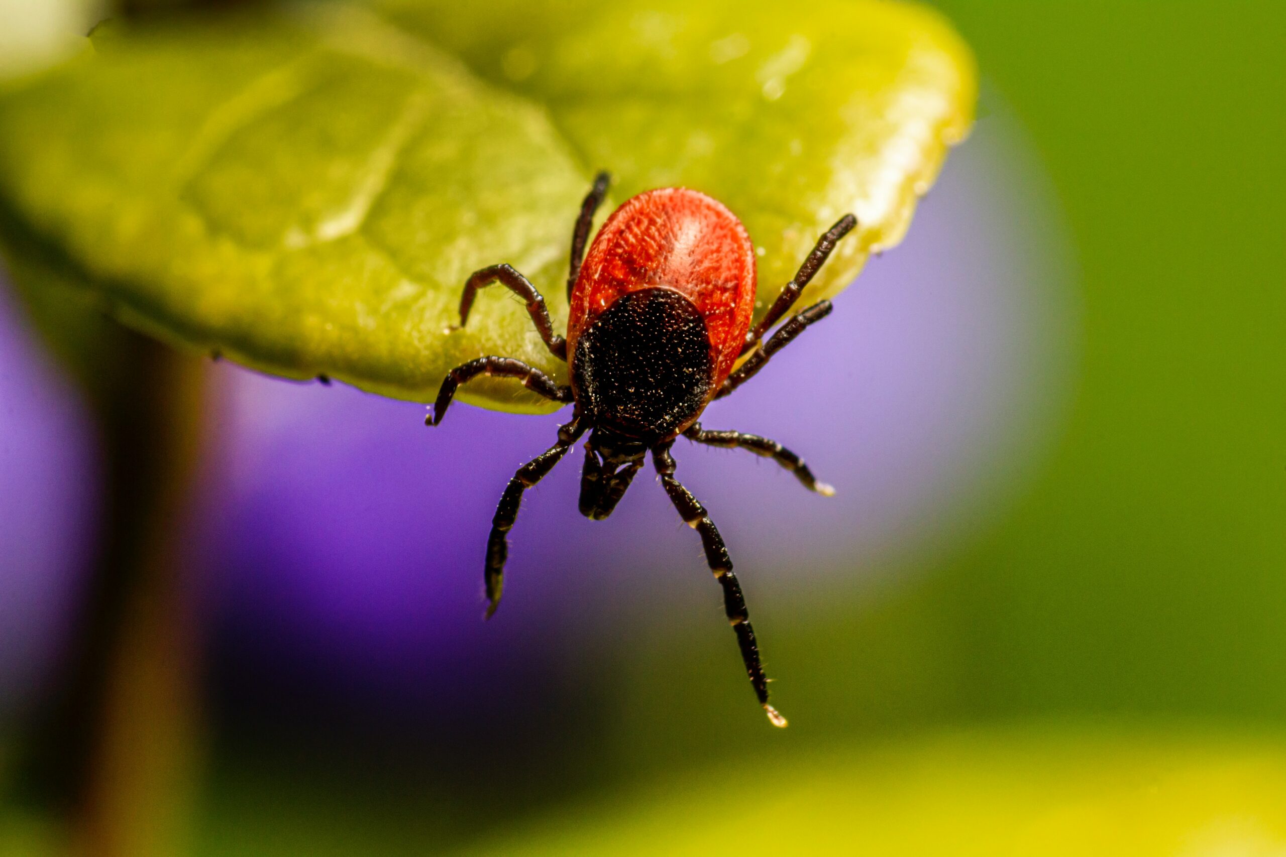 diagnosing Lyme disease